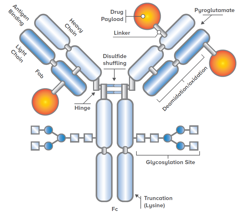 Antibody Drug Conjugate Development White Paper Eag Laboratories